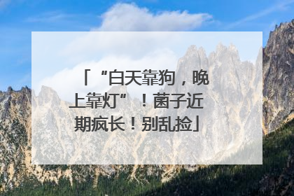 “白天靠狗，晚上靠灯”！菌子近期疯长！别乱捡