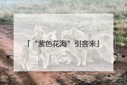“紫色花海”引客来