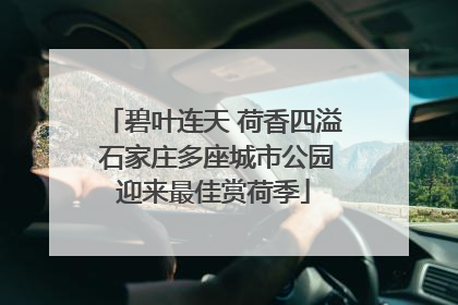 碧叶连天 荷香四溢 石家庄多座城市公园迎来最佳赏荷季