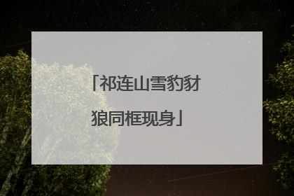 祁连山雪豹豺狼同框现身