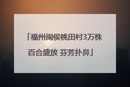 福州闽侯桃田村3万株百合盛放 芬芳扑鼻