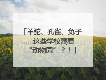 羊驼、孔雀、兔子……这些学校藏着 “动物园”？！