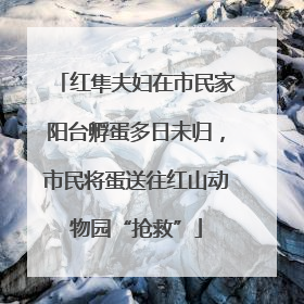 红隼夫妇在市民家阳台孵蛋多日未归，市民将蛋送往红山动物园“抢救”