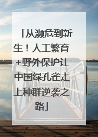 从濒危到新生！人工繁育+野外保护让中国绿孔雀走上种群逆袭之路