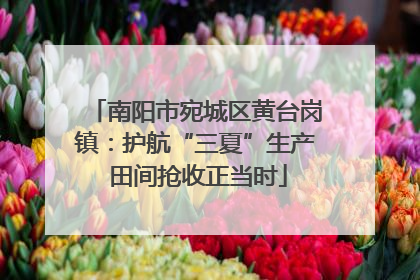 南阳市宛城区黄台岗镇：护航“三夏”生产 田间抢收正当时