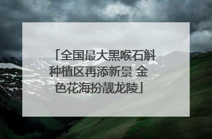 全国最大黑喉石斛种植区再添新景 金色花海扮靓龙陵