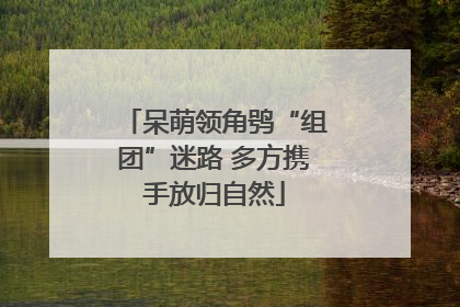 呆萌领角鸮“组团”迷路 多方携手放归自然