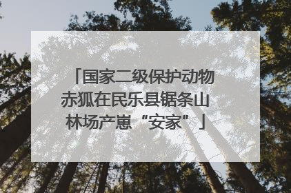 国家二级保护动物赤狐在民乐县锯条山林场产崽“安家”