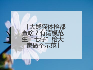 大熊猫体检都查啥？有请模范生“七仔”给大家做个示范