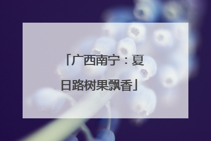 广西南宁：夏日路树果飘香