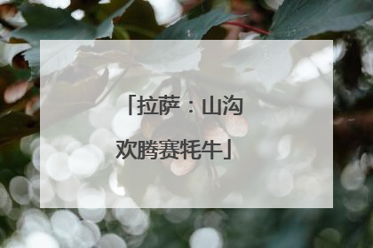 拉萨：山沟欢腾赛牦牛