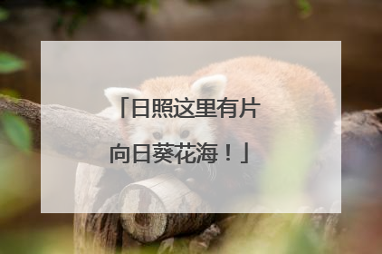 日照这里有片向日葵花海！