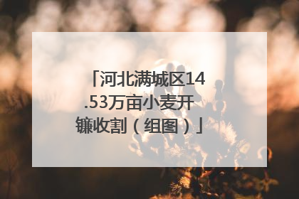 河北满城区14.53万亩小麦开镰收割（组图）