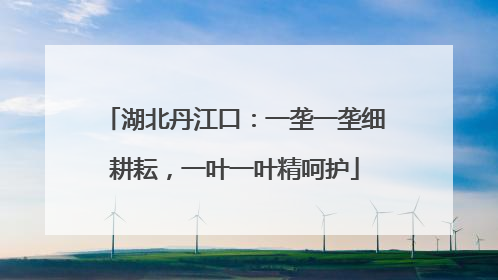 湖北丹江口：一垄一垄细耕耘，一叶一叶精呵护