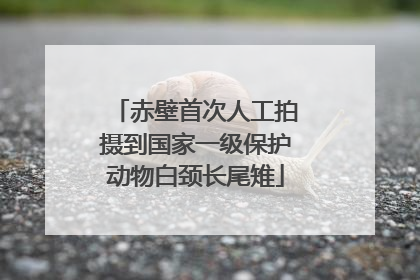 赤壁首次人工拍摄到国家一级保护动物白颈长尾雉