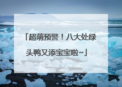 超萌预警！八大处绿头鸭又添宝宝啦~