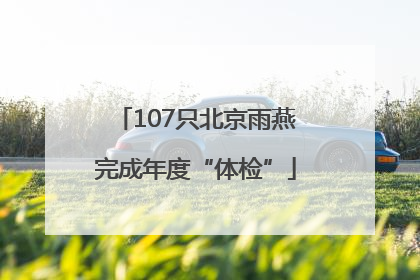 107只北京雨燕完成年度“体检”